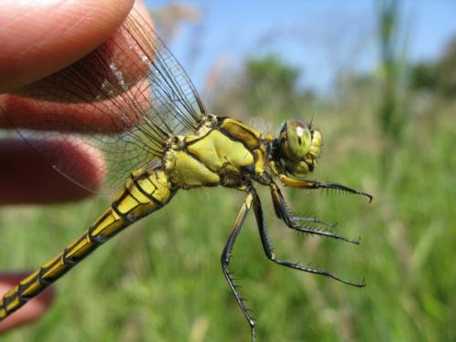 Orthetrum cancellatum