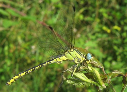 Réf. 87 728 : Gomphus simillimus