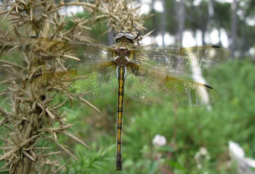 Oxygastra curtisii