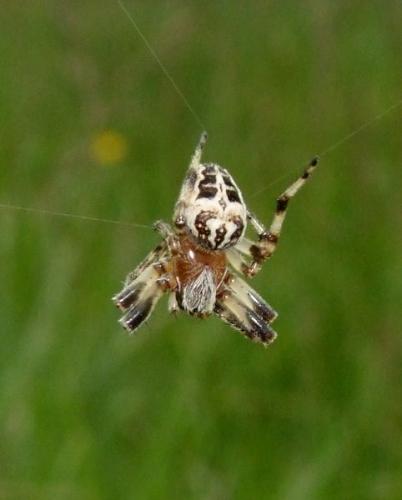 Larinioides cornutus