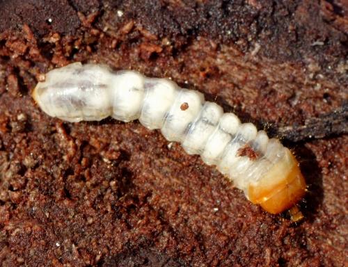 Réf. 87 079 : Rhagium sp.
