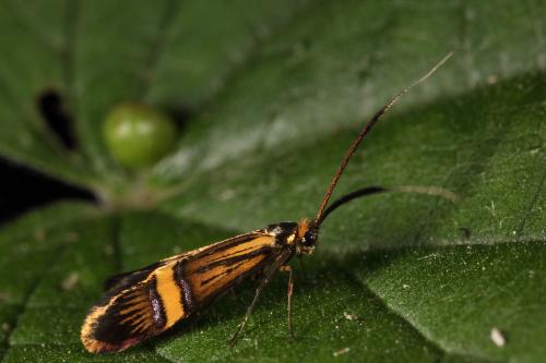 Nemophora degeerella