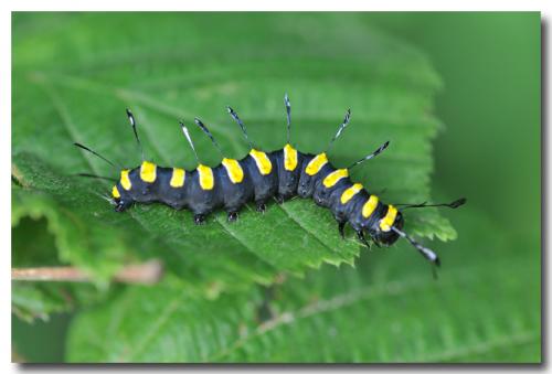 Acronicta alni