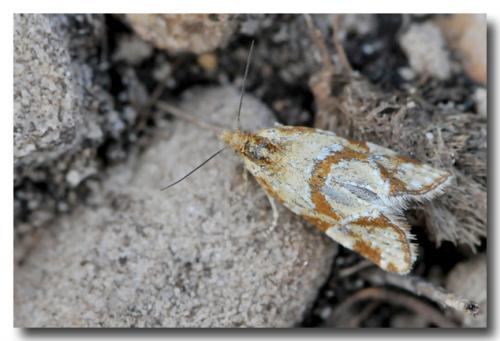 Réf. 87 349 : Aethes hartmanniana
