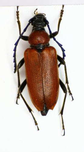 Réf. 87 590 : Stictoleptura fontenayi