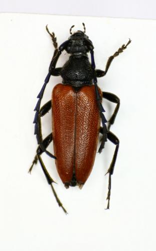 Réf. 87 591 : Stictoleptura fontenayi