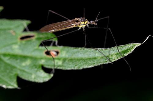 Réf. 87 966 : Ellipteroides lateralis