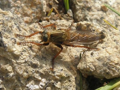 Machimus chrysitis
