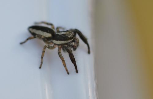Pseudicius encarpatus