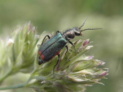 Malachius bipustulatus