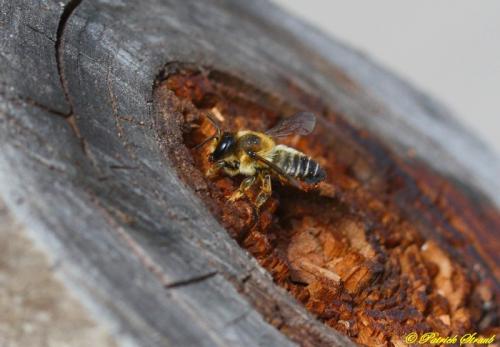 Megachile sp.