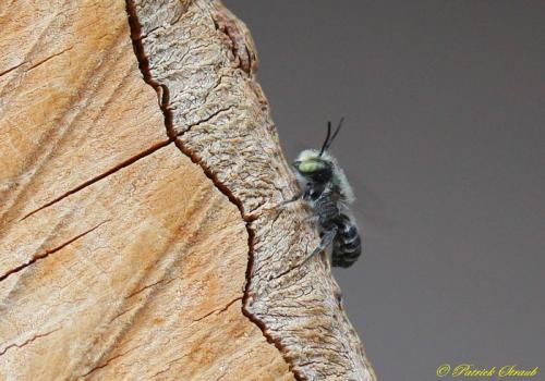 Megachile sp.