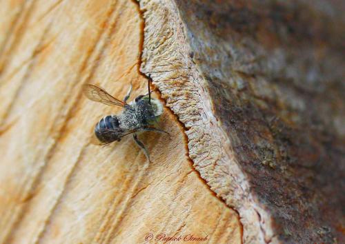 Megachile sp.