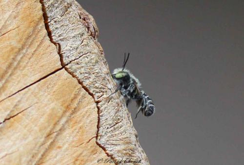 Megachile sp.