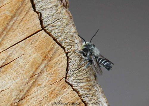 Réf. 87 639 : Megachile sp.
