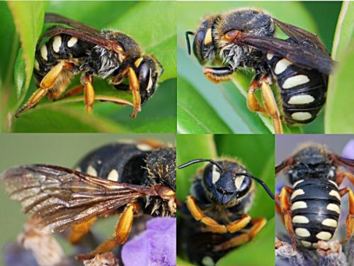 Réf. 87 968 : Rhodanthidium septemdentatum