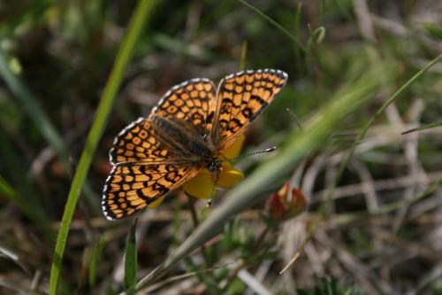 Melitaea cinxia
