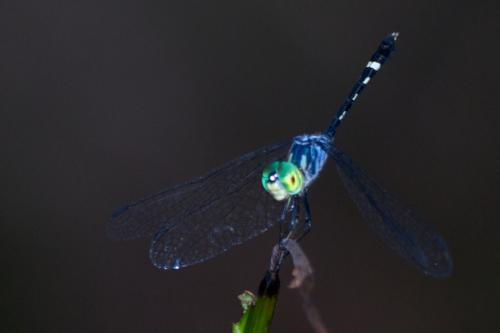 Micrathyria tibialis