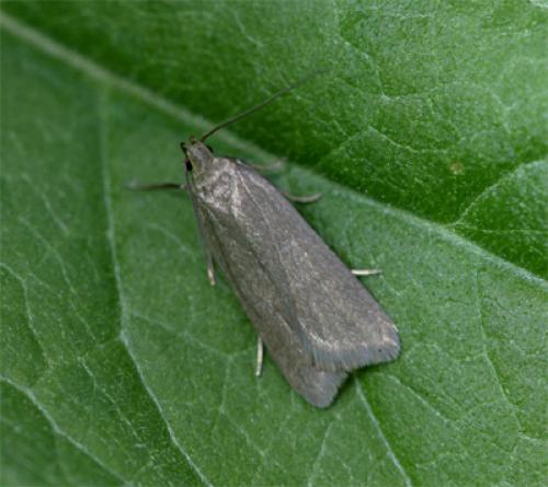 Réf. 87 515 : Acompsia cinerella