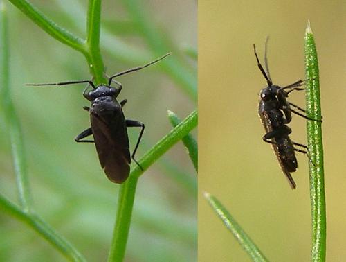 Pachytomella sp.