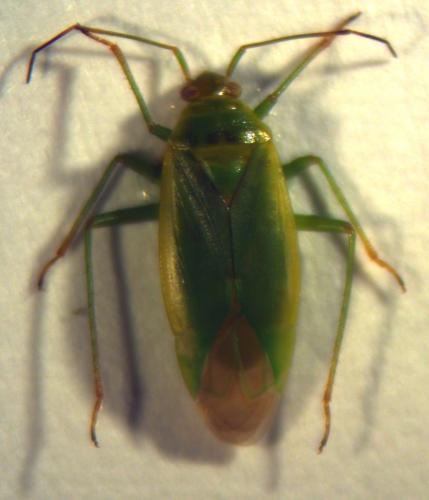 Lygocoris rugicollis