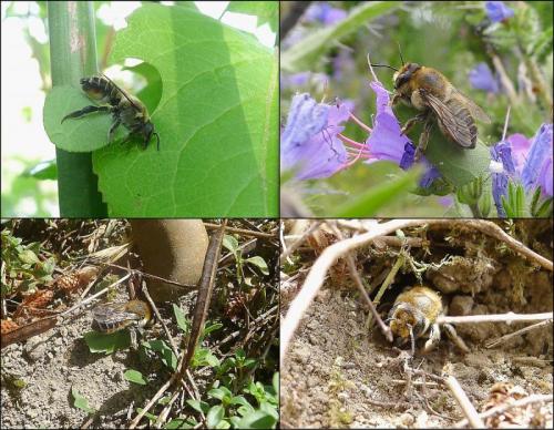 Megachile maritima