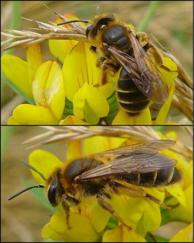 Andrena labialis