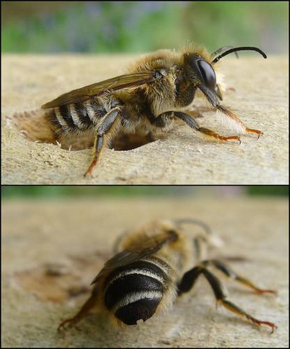 Réf. 87 636 : Megachile ericetorum