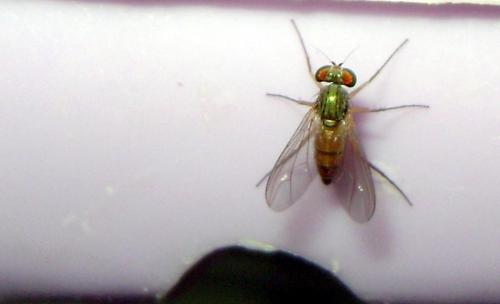 Réf. 87 644 : Sciapus heteropygus