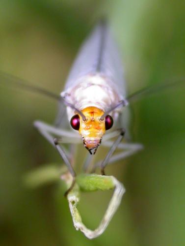 Réf. 87 359 : Nothochrysa fulviceps