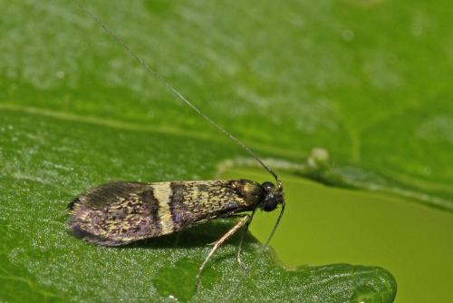 Nemophora associatella