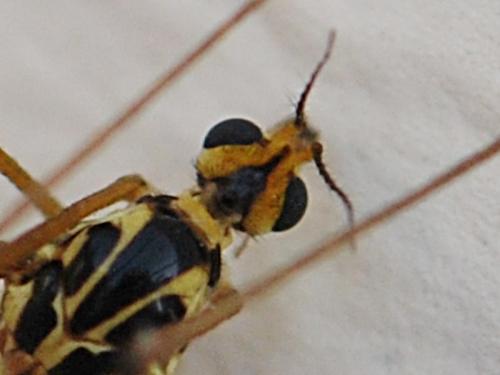Nephrotoma guestfalica