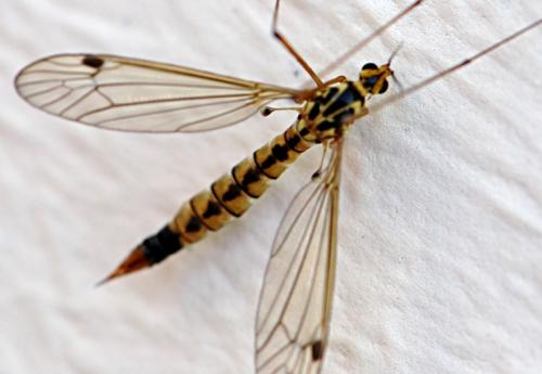 Nephrotoma guestfalica