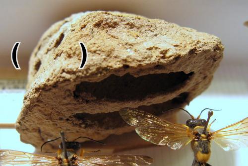 Sceliphron caementarium