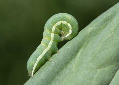 Réf. 87 499 : Opigena polygona
