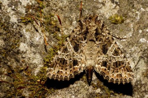 Hadena bicruris