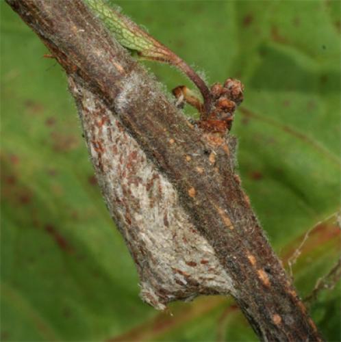 Réf. 87 274 : Nola cucullatella