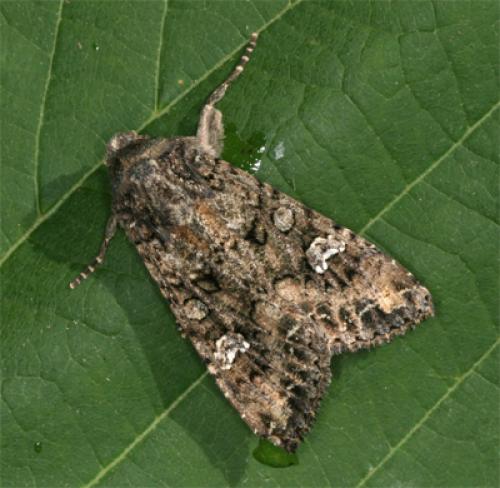 Réf. 87 406 : Mamestra brassicae