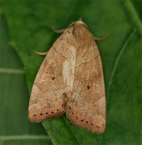 Réf. 87 623 : Cosmia trapezina