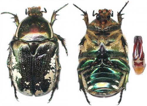 Netocia trojana godeti