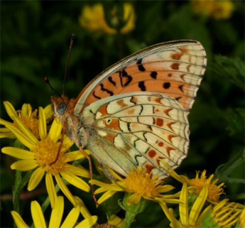 Réf. 87 929 : Argynnis niobe