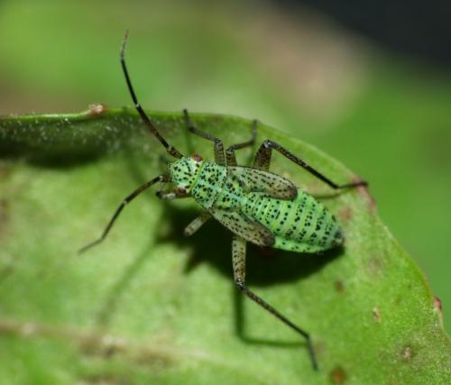 Oncotylus viridiflavus