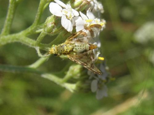 Réf. 87 007 : Orellia falcata
