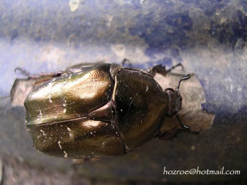 Réf. 87 993 : Potosia cuprea