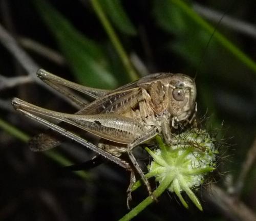 Réf. 87 820 : Platycleis affinis affinis