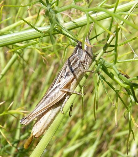Euchorthippus sp.