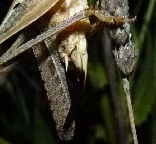 Réf. 87 823 : Platycleis affinis affinis