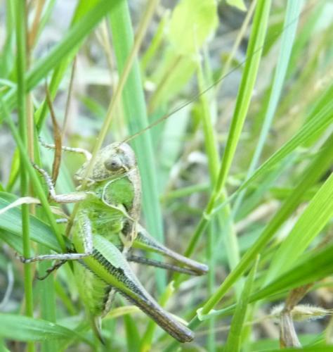 Platycleis sp.
