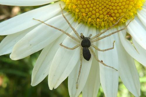 Philodromus dispar