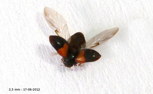 Réf. 87 011 : Scymnus interruptus